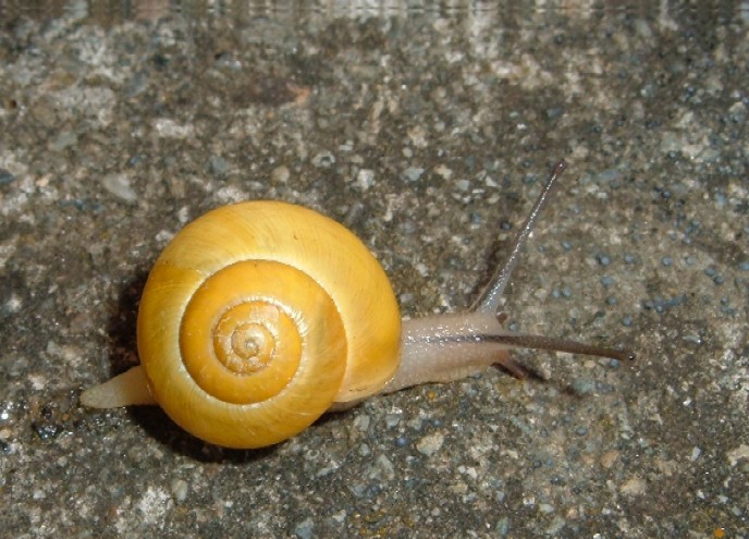 Chiocciolina gialla... ortense